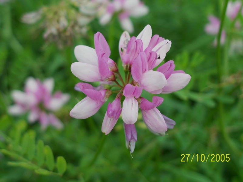 Securigera varia / Cornetta ginestrina